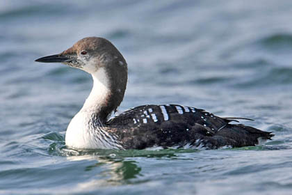 Pacific Loon Image @ Kiwifoto.com