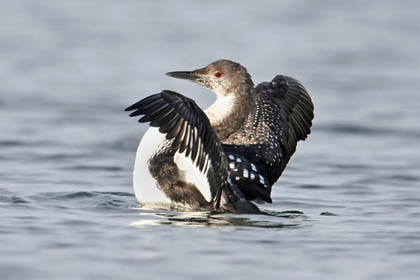Pacific Loon Picture @ Kiwifoto.com