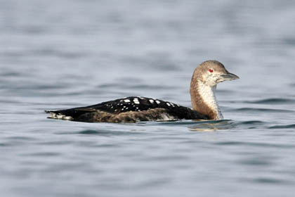 Pacific Loon Image @ Kiwifoto.com