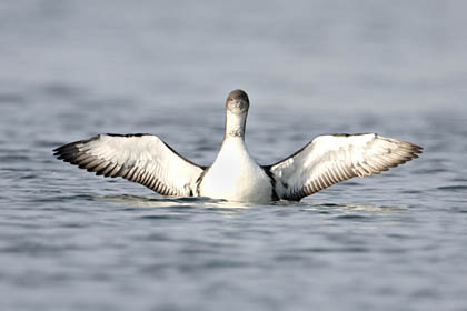 Pacific Loon Photo @ Kiwifoto.com