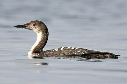 Pacific Loon Photo @ Kiwifoto.com