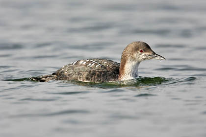 Pacific Loon Image @ Kiwifoto.com