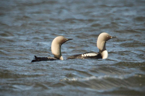 Pacific Loon Picture @ Kiwifoto.com