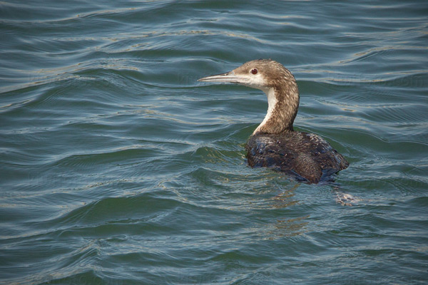 Pacific Loon Photo @ Kiwifoto.com