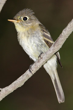 Pacific-slope Flycatcher Photo @ Kiwifoto.com