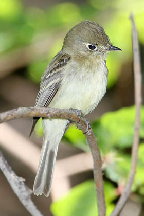 Pacific-slope Flycatcher Image @ Kiwifoto.com