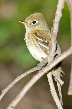 Pacific-slope Flycatcher Image @ Kiwifoto.com