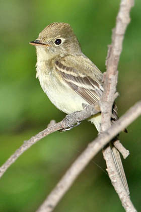 Pacific-slope Flycatcher Photo @ Kiwifoto.com