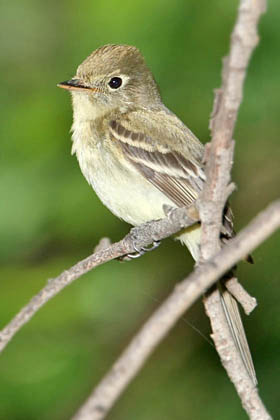 Pacific-slope Flycatcher Picture @ Kiwifoto.com