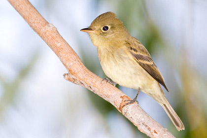 Pacific-slope Flycatcher