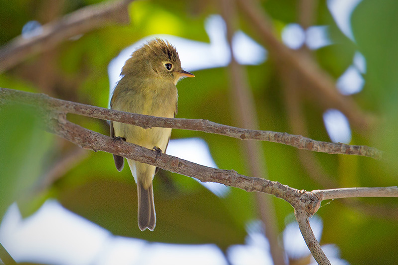 Pacific-slope Flycatcher Picture @ Kiwifoto.com