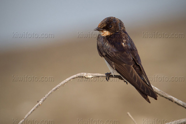 Pacific Swallow Image @ Kiwifoto.com