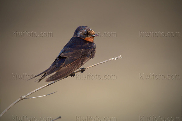 Pacific Swallow