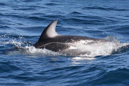 Pacific White-sided Dolphin Image @ Kiwifoto.com