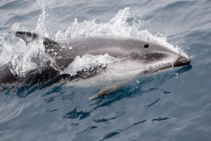 Pacific White-sided Dolphin Image @ Kiwifoto.com