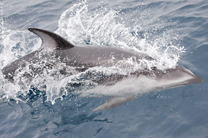 Pacific White-sided Dolphin Photo @ Kiwifoto.com
