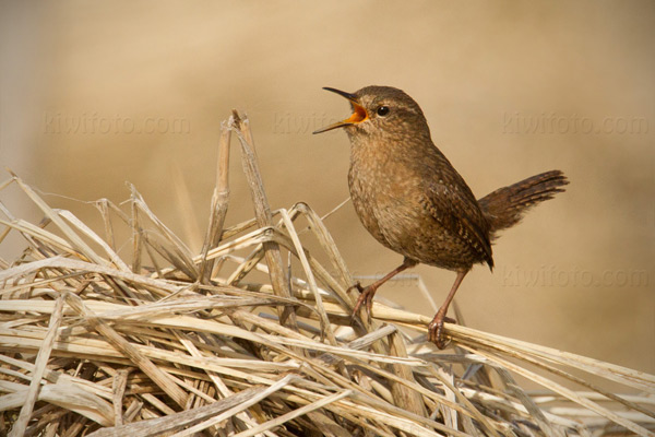 Pacific Wren (Pribilof Islands Race)