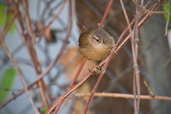 Pacific Wren Image @ Kiwifoto.com