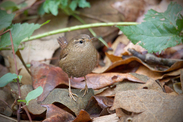 Pacific Wren Image @ Kiwifoto.com