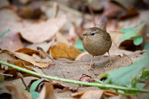 Pacific Wren Picture @ Kiwifoto.com