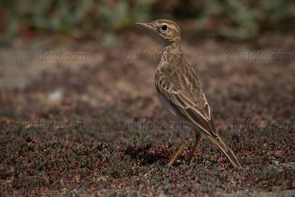 Paddyfield Pipit Picture @ Kiwifoto.com