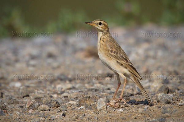 Paddyfield Pipit Picture @ Kiwifoto.com