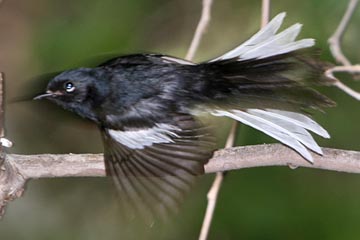 Painted Redstart Picture @ Kiwifoto.com