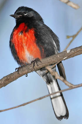 Painted Redstart Picture @ Kiwifoto.com