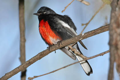 Painted Redstart Picture @ Kiwifoto.com