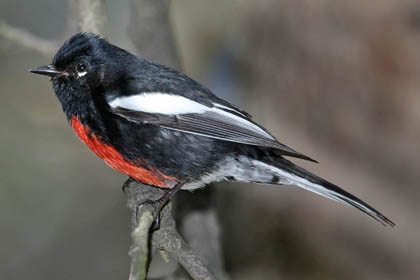 Painted Redstart Photo @ Kiwifoto.com