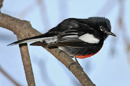 Painted Redstart Photo @ Kiwifoto.com