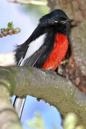 Painted Redstart Picture @ Kiwifoto.com