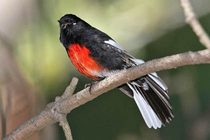 Painted Redstart Picture @ Kiwifoto.com
