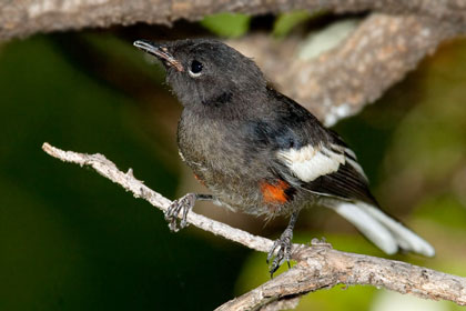 Painted Redstart (juvenile)