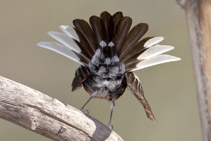 Painted Redstart Image @ Kiwifoto.com