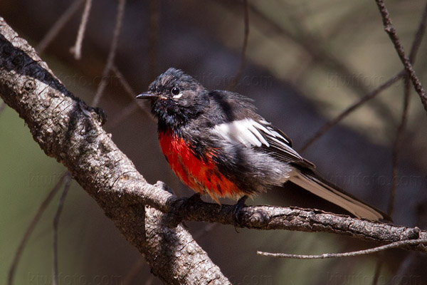 Painted Redstart