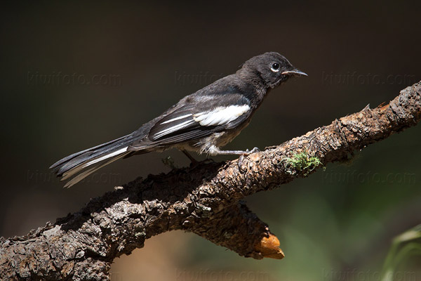 Painted Redstart (juvenile)