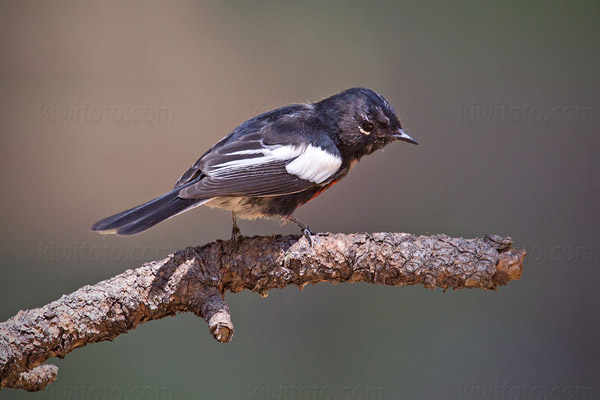 Painted Redstart Image @ Kiwifoto.com