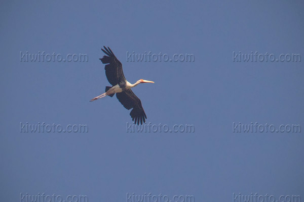 Painted Stork