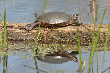 Painted Turtle