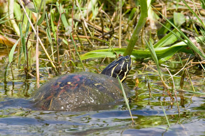 Painted Turtle Photo @ Kiwifoto.com