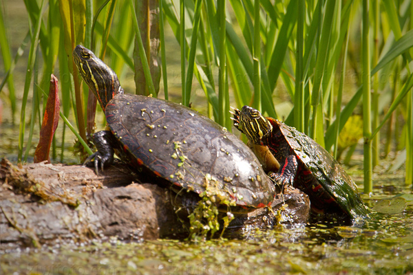 Painted Turtle Photo @ Kiwifoto.com