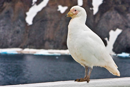 Pale-faced Sheathbill Photo @ Kiwifoto.com