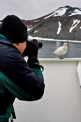 Pale-faced Sheathbill Photo @ Kiwifoto.com