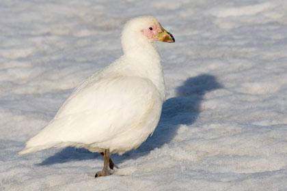 Pale-faced Sheathbill Photo @ Kiwifoto.com