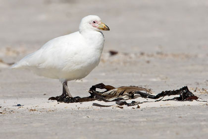 Pale-faced Sheathbill Image @ Kiwifoto.com