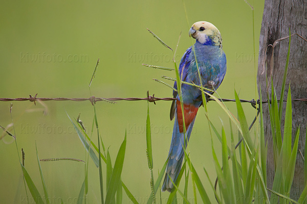 Pale-headed Rosella