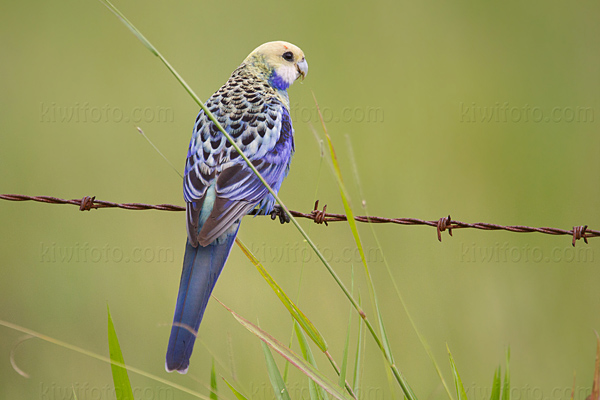 Pale-headed Rosella Image @ Kiwifoto.com