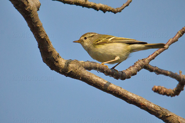 Pallas's Leaf-Warbler Image @ Kiwifoto.com