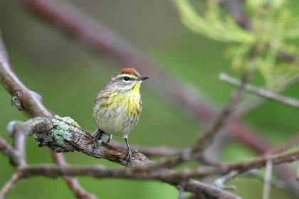 Palm Warbler Image @ Kiwifoto.com
